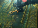 Podwodny wykrywacz metali Quest Metal Detectors Scuba Tector czarny